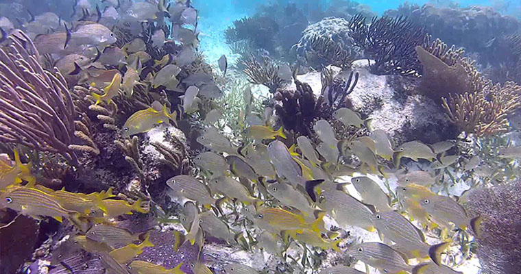 Reef Snorkel Adventure 